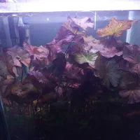 گیاه اکواریومی نیلوفر تایگر