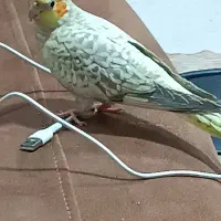 عروس هلندی گم شده