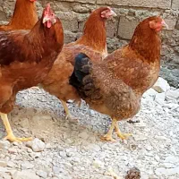 خروس ومرغ تخم گذار وتعدادی اردک و جوجه ۴ماهه