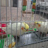 عروس هلندی