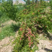 باغ|فروش زمین و ملک کلنگی|گرمخان, |دیوار