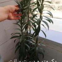گل‌های طبیعی زیبا و بزرگ قیمت توافقی|گل و گیاه طبیعی|محمدشهر, شهرک پیام (مهرالبرز)|دیوار