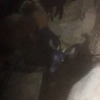 فروش بزغاله شکم اول|حیوانات مزرعه|بن, |دیوار