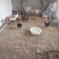 مرغ و خروس