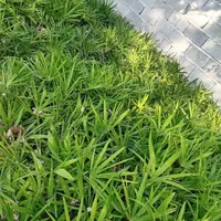 پالم لاتانیا ریشه پرس|گل و گیاه طبیعی|رامسر, |دیوار