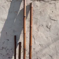 خزاان 2مترین|گل و گیاه طبیعی|شادگان, |دیوار