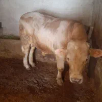 گاونر|حیوانات مزرعه|سجاس رود, |دیوار