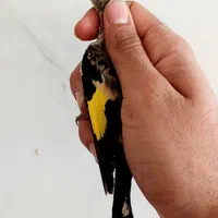 کبوتر نر جوجه سهرره قناری عروس هلندی|پرنده|اصفهان, جاوان|دیوار