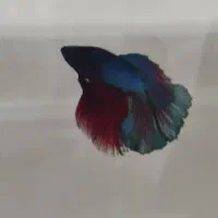 فایتر هافمن