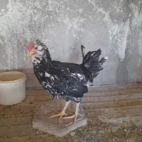 فروش نیمچه مرغ و خروس گلین.