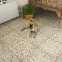 سگ پاپی پاگ|سگ|پیر بکران, |دیوار