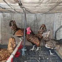 تخم مرغ نطفه دار برهما|حیوانات مزرعه|قائم‌شهر, |دیوار