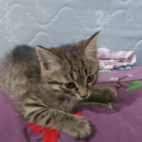 گربه Dsh پسر 4ماهه