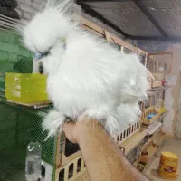 تخم مرغ نطفه دار ابریشمی، لهستانی، کوشین، ویاندوت|حیوانات مزرعه|خمینی‌شهر, |دیوار