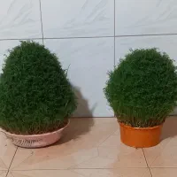 سبزه برای مراسمات|گل و گیاه طبیعی|کوهدشت, |دیوار