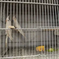 عروس آلبینو مولد|پرنده|اهواز, سپیدار|دیوار