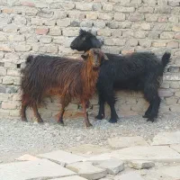 دو تا بز جوان و سالم|حیوانات مزرعه|زاهدان, |دیوار