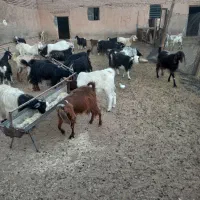 ۲۵ راس بز جوان|حیوانات مزرعه|گرمسار, |دیوار