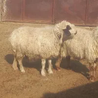 میش ابستن