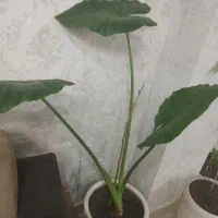 گل بابا آدم