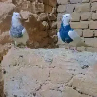 ۳جفت طوقی اس