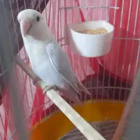 طوطی برزیلی آبی|پرنده|ری, دیلمان|دیوار