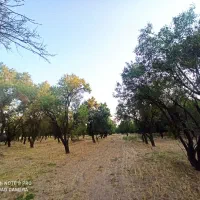 زمین باغ فروشی