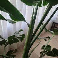 برگ انجیری مونسترا|گل و گیاه طبیعی|تهران, شهرک آزادی|دیوار