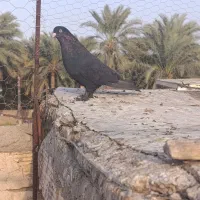 فنچ