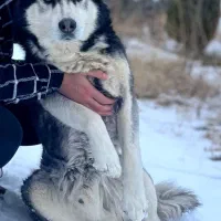 هاسکی اورجینال اصیل