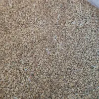 گندم|خوردنی و آشامیدنی|بوژگان, |دیوار