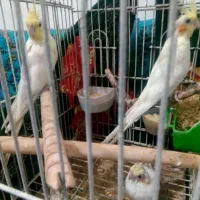 عروس هلندی جفت