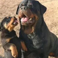 سگ ماستیف کن کورسو روت وایلر بلک دوبرمن ژرمن