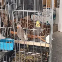 یک جفت طوطی عروس کار داده|پرنده|قزوین, |دیوار