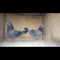 دو عدد سبز هما