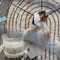 سهره|پرنده|اراک, |دیوار