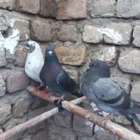 کفتر زاغ دوکت آبی .سبز