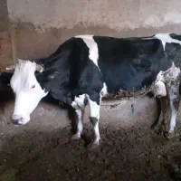 گاو|حیوانات مزرعه|فارسان, |دیوار