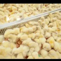 جوجه گوشتی نژاد راس بهترین نژاد شیراز