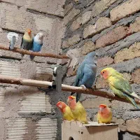 فروش ۵ جفت برزیلی