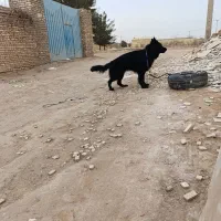 سگ ژرمن بلک|سگ|یزد, |دیوار