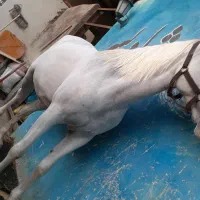 اسب مادیان ترک