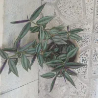 چشم آهویی،  برگ بیدی، آلوئه ورا، نارنج،  یوکا