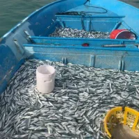 اجاره مجوز قایق صید ماهی حشینه ساردین