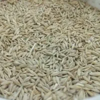 محصولات کشاورزی کنجد،گندم ،جو ،