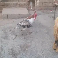 بوقلمون|حیوانات مزرعه|شوشتر, |دیوار