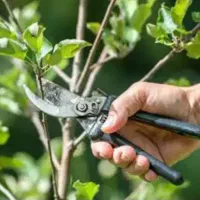 خدمات باغداری علف‌زنی هرس سمپاشی