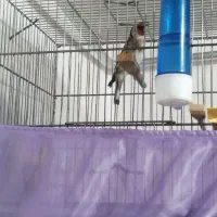 سیره تازه مست شرور