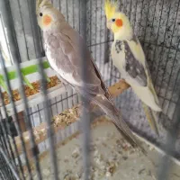 طوطی عروس هلندی اهل معاوضه هستم