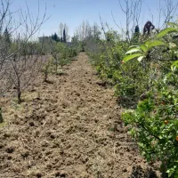 فروش یا معاوضه با خودرو خونه باغ ۱۸۰۰متری|فروش زمین و ملک کلنگی|آکند, |دیوار